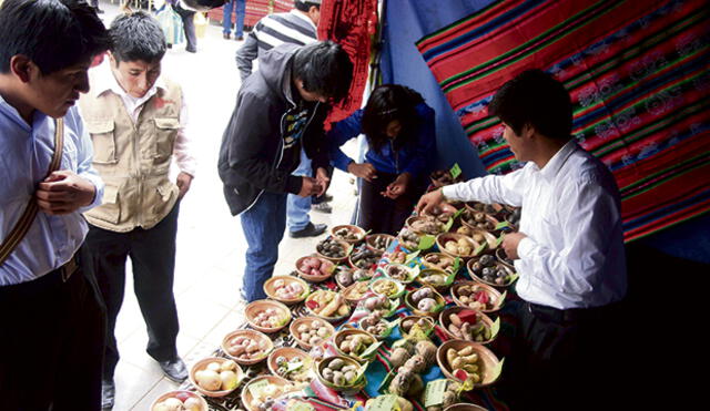 La papa en Puno se cultiva aún con los métodos ancestrales