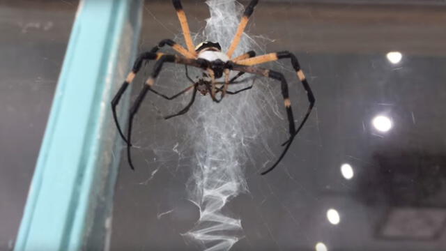 YouTube: Terrorífica araña tendió trampa a su presa y todo quedó grabado
