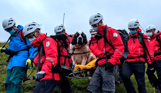 La perra, llamada Daisy, fue evacuada de la montaña Scafell Pike tras sufrir una lesión. Foto: AFP