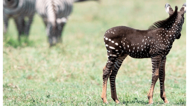 Cebra nace sin rayas en reserva africana y llama la atención del mundo [FOTOS Y VIDEO]