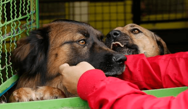 Desorientados, hambrientos y hasta mutilados se encuentran muchos animales que están en condición de abandono en Colombia.