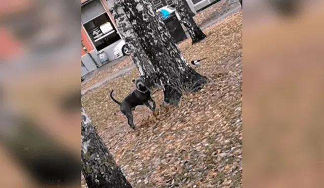 Vía YouTube. El dueño del can quiso jugarle una broma a su mascota, sin imaginar que el animal lo sorprendería con su curioso comportamiento