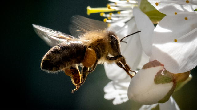 La abeja europea posee la melitina como componente principal en su veneno. Foto: AFP