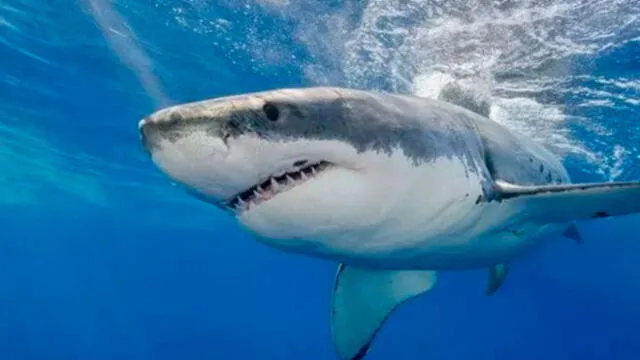Pescador es arrastrado mar adentro por un tiburón de cinco metros de largo