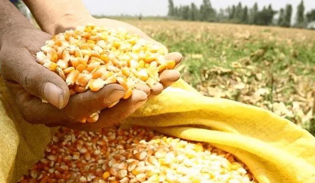 Indecopi investigará importaciones de maíz amarillo de Estados Unidos por posible dumping