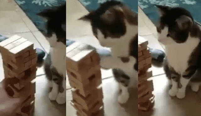Facebook: gatito sorprende porque juega 'yenga' como un profesional [VIDEO] 