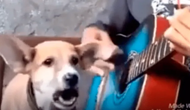 Facebook viral: niño prepara tierna serenata con su perro y conmueven a usuarios [VIDEO]