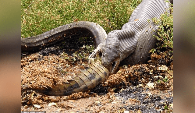 Hombre graba el momento en que una enorme serpiente devora a cocodrilo.