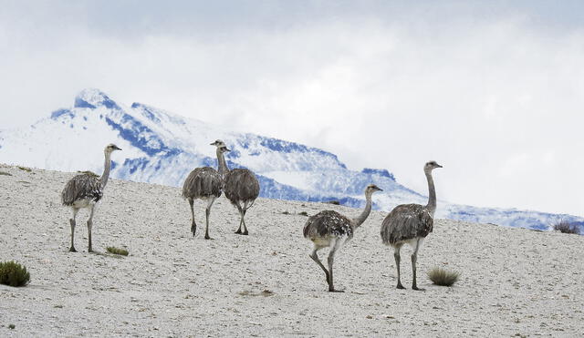 los suris.  Especie apela a varias formas de comunicación para cortejarse o aparear.