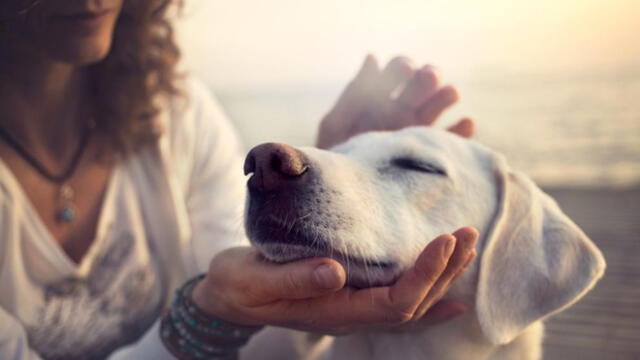 Conoce por qué los perros lamen los pies de sus dueños' [FOTOS]