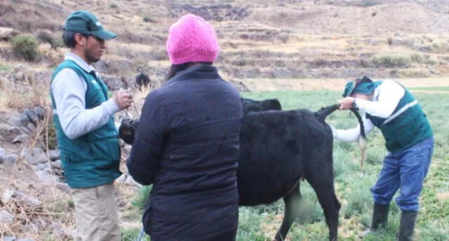 En Arequipa evaluarán a 70 mil animales para prevenir la tuberculosis bovina.