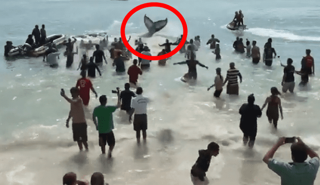En Facebook, el rescate que hicieron un grupo de bañistas a una ballena se ha viralizado.