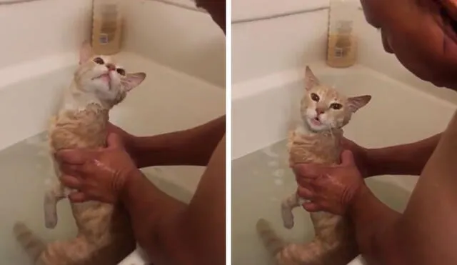 Desliza las imágenes para apreciar la curiosa reacción de un gato al no querer que su dueño lo bañe. Foto: captura de TikTok