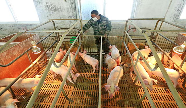 En China los criadores de cerdos aseveran que no se han visto afectados por el nuevo virus. Foto: difusión