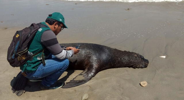Piura: SERFOR registró 31 lobos marinos muertos en litoral