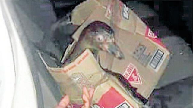 La Libertad: abandonan a pingüino en una caja de cartón 