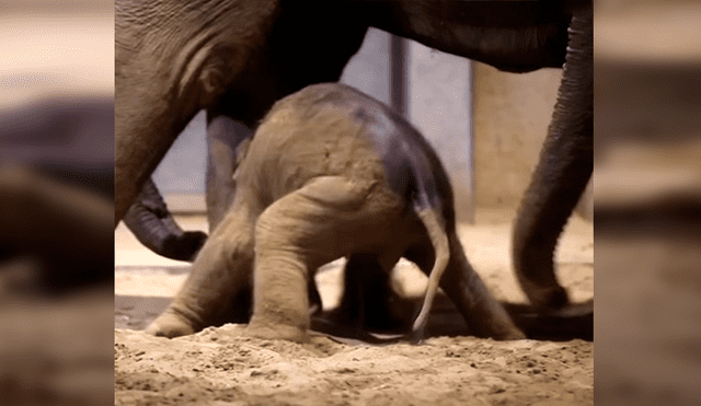 YouTube viral: elefante bebé aprende a dar sus primeros pasos con ayuda de su madre [VIDEO]