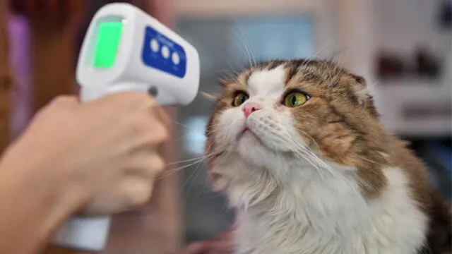 Un empleado toma la temperatura de un gato debido a la preocupación por la propagación del nuevo coronavirus COVID-19. Foto: AFP