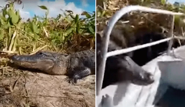 Youtube: turistas se llevan el susto de sus vidas tras molestar a un caimán [VIDEO]