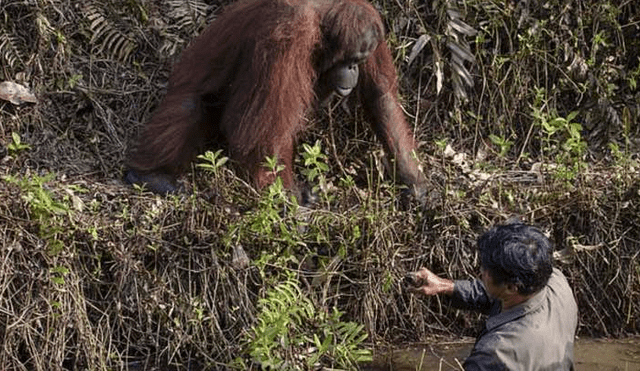 Un fotógrafo que hacía safari en Indonesia capturó el momento en que el orangután ofrece su ayuda.