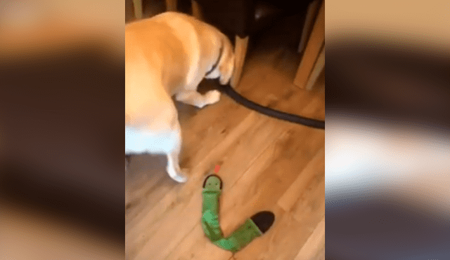 Astuto perro se percató de que su dueño estaba en problemas y corrió hasta él para ayudarlo con un singular comportamiento. La escena se ha hecho viral en YouTube