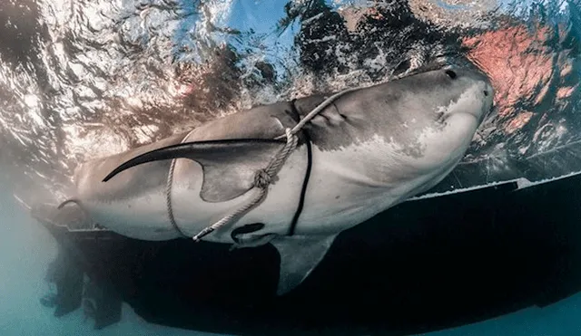 Video es viral en Facebook. Impactantes imágenes muestran el ultrasonido de un tiburón tigre retorciéndose en el útero de su madre