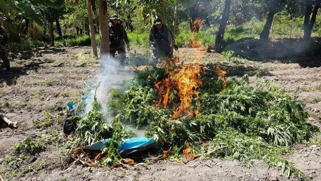 La Libertad: incineran nueve hectáreas de marihuana