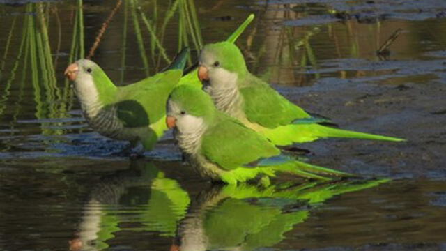 Municipio eliminará aves invasoras por atentar contra la biodiversidad [VIDEO]