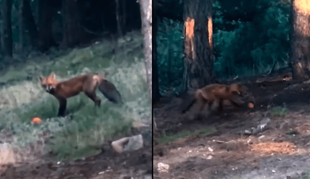 YouTube viral: mujer se topa con zorro salvaje, le lanza una pelota y este tiene insólita reacción