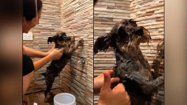 Desliza las imágenes para ver la curiosa escena que protagonizó este travieso perro y su dueña al bañarlo. Foto: YouTube