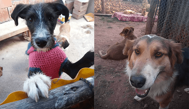 Fieles compañeros. El albergue da refugio a estos tiernos animales.