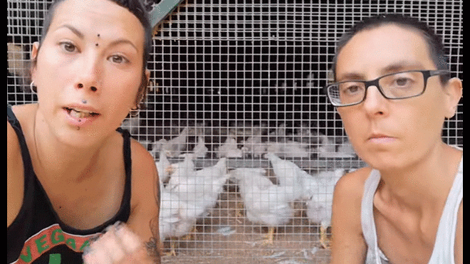 Colectivo vegano es criticado por separar gallinas de gallos para que no se reproduzcan [VIDEO]