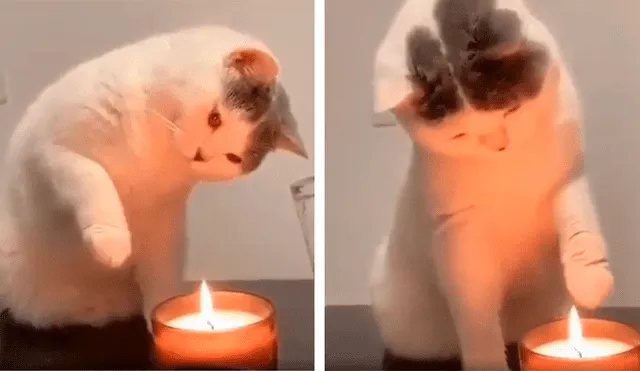 Desliza las imágenes hacia la izquierda para apreciar la destreza de un gato para apagar una vela con su pata. Foto: Captura.