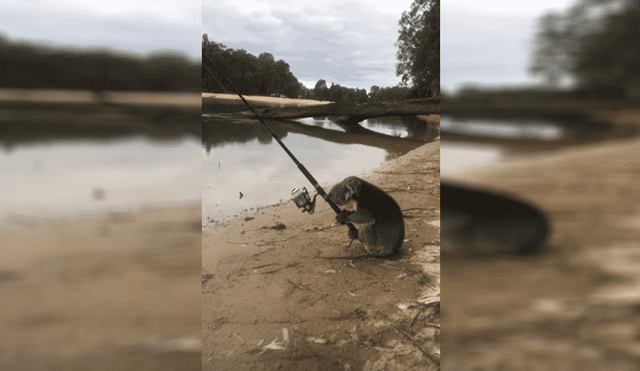 Youtube: captan a un koala ‘pescando’ en un río de Australia [VIDEO]