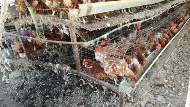 Clausuran granja clandestina de gallinas en Tacna