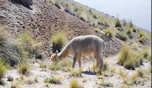 Ayacucho: comuneros reportan la muerte de vicuñas y alpacas por sequías