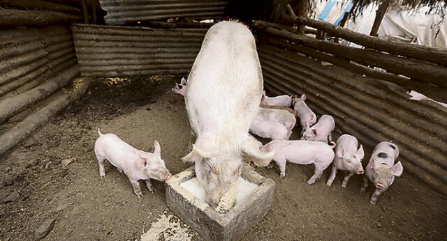 En Majes producen leche de ovino y carne de cerdo