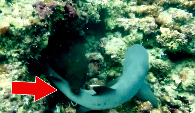 YouTube viral: enorme anguila eléctrica ataca a tiburón e intenta comérselo a toda costa [VIDEO] 