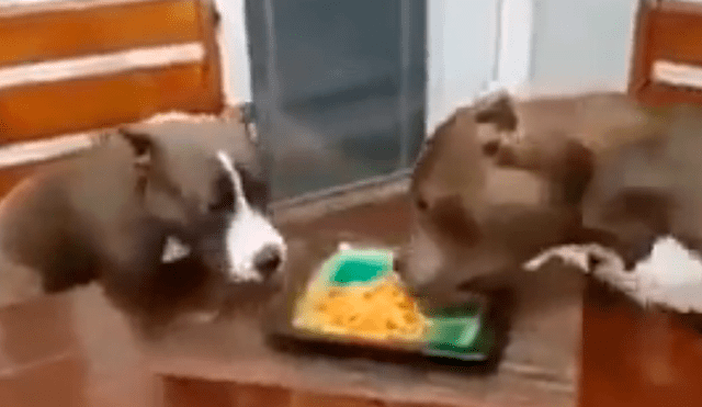 Facebook viral: Dejó su plato de comida en la mesa y sus perros hicieron esto con ella [VIDEO]