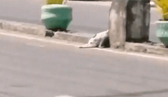 Vía YouTube: perrita ve que su cachorro fue atropellado y clama por ayuda en medio de la calle [VIDEO]