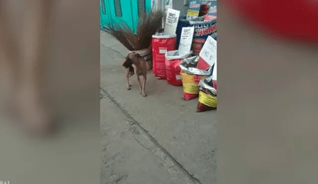Desliza las imágenes para ver la curiosa escena que protagonizó este perrito que robó comida para sobrevivir. Fotocaptura: Viral Press/YT