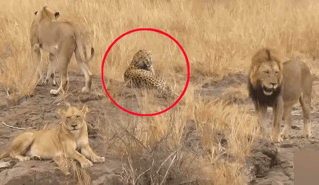 Leones rodean a leopardo para matarlo y el impensado final sorprendente a todos [VIDEO]