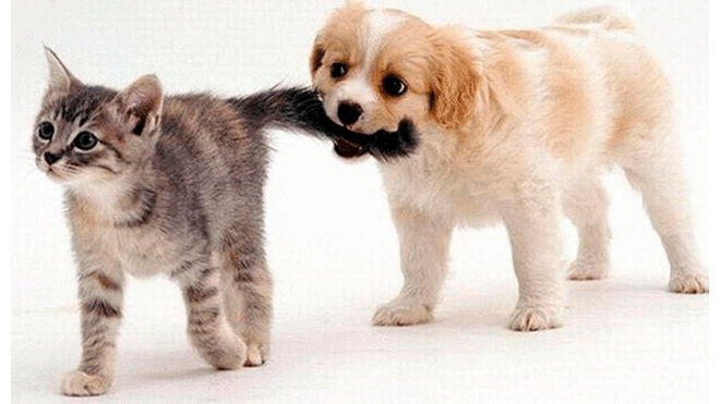Perros y gatos: ¿cuál de las dos mascotas es la más fiel?
