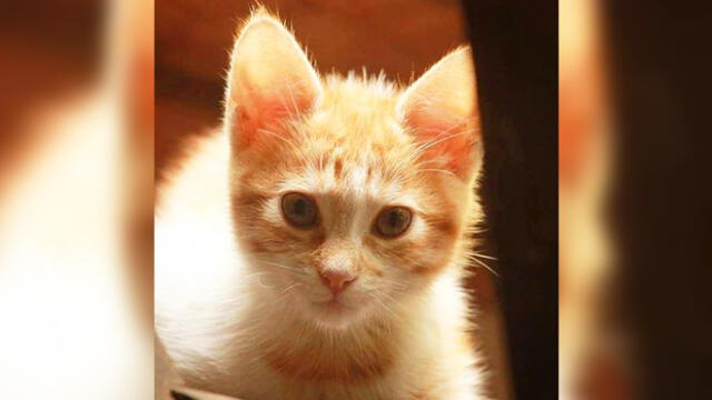 20 de febrero: Día internacional del gato, ¿por qué se celebra esta fecha? [FOTOS]