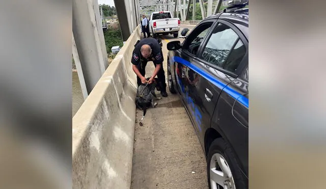 El hombre se topó con el indefenso can con ayuda de un policía lo sacó del lugar. Foto: Stantec / Twitter