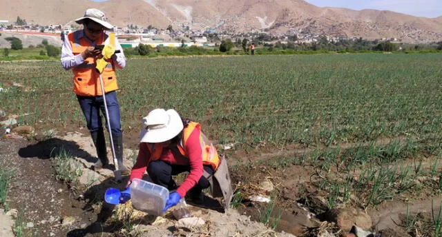 Detectan plomo y arsénico en vegetales consumidos en Arequipa.