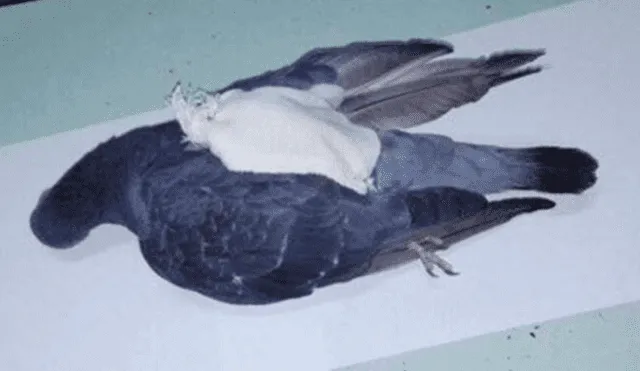 Abaten a paloma ‘mensajera’ que llevaba droga a presos en Argentina