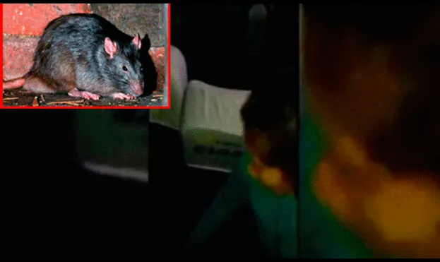 Ratas causan pánico en el interior de un bus interprovincial [VIDEO]