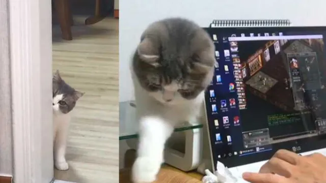 Facebook: gatito no quiere que su dueña juegue 'Dota' y hace esto para distraerla [VIDEO]