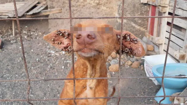 Perros son abandonados en una cueva sin comida y llenos de garrapatas [FOTOS]